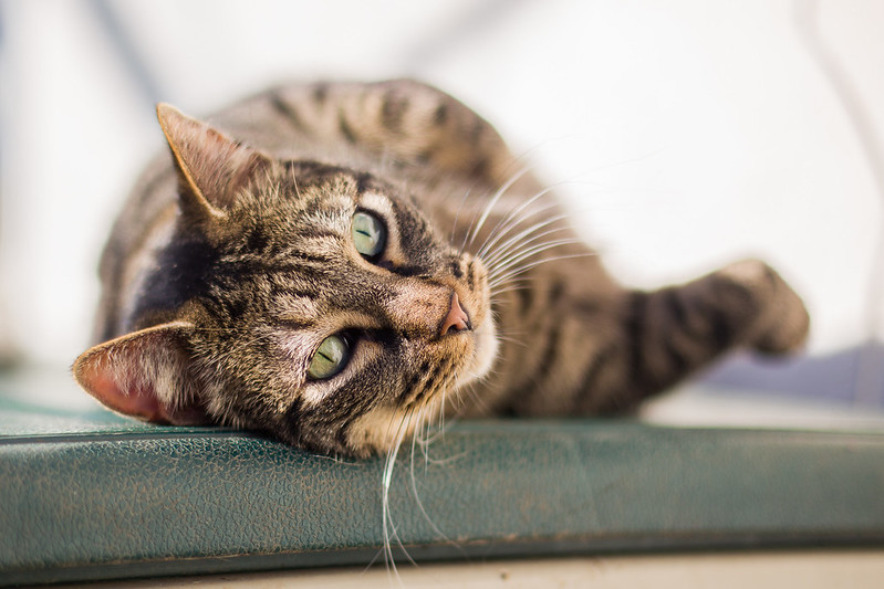 Animal Welfare and Protection